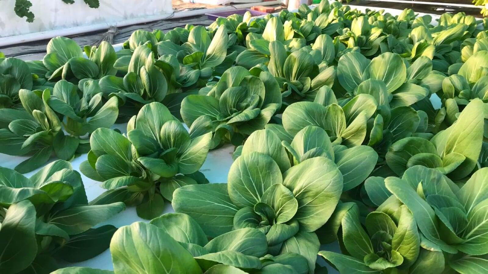 NFT A Frame Spinach Hydroponics