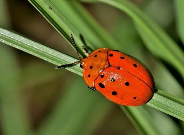 Argus Tortoise Beetle