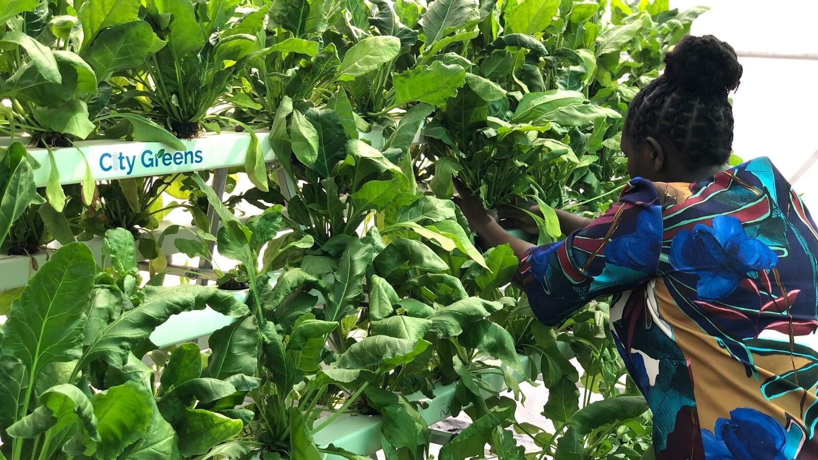 NFT A Frame Spinach Hydroponics